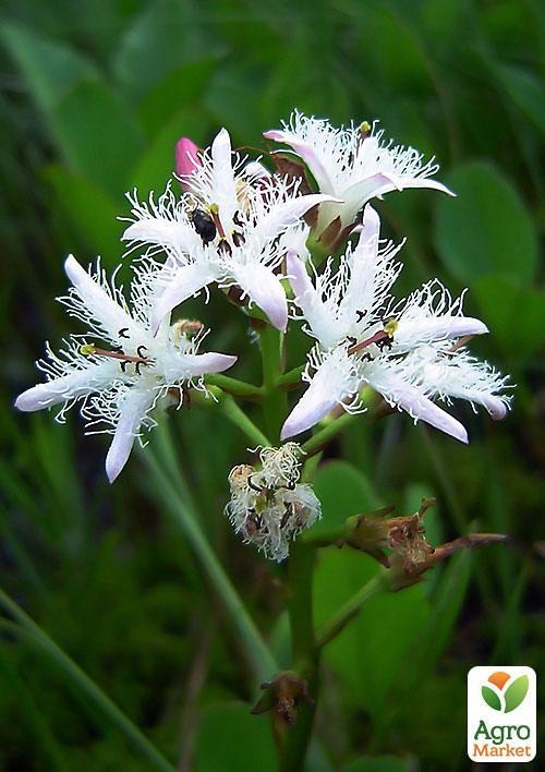 Вахта трехлистная