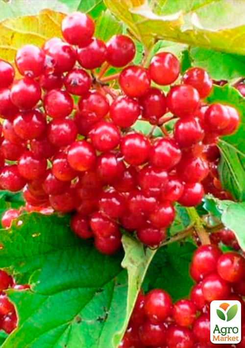 Калина красная  - фото 2