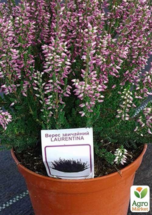 Верес звичайний "Laurentina"