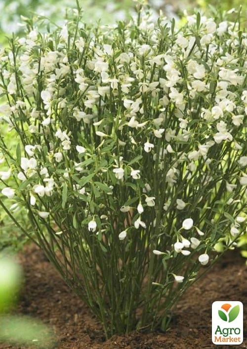 Ракитник "White Lion" (цитисус) вазон С3 - фото 3