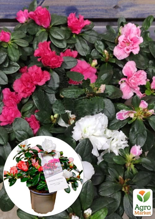 Рододендрон кімнатний "Carnaval" висота 25-30см