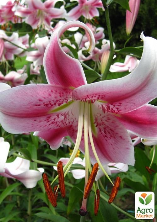 Лилия Тигровая свисающая "Anastasia" 