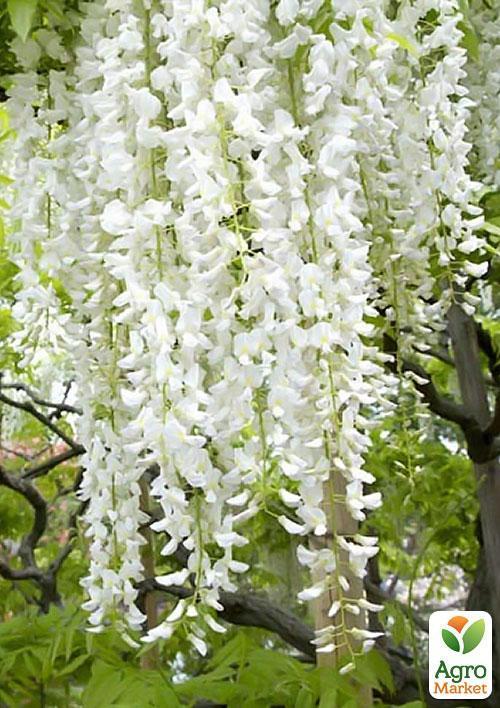 Глициния белая “Белые ночи” (White Nights)  - фото 5