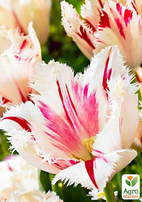 Тюльпан "Carrousel"  - фото 2