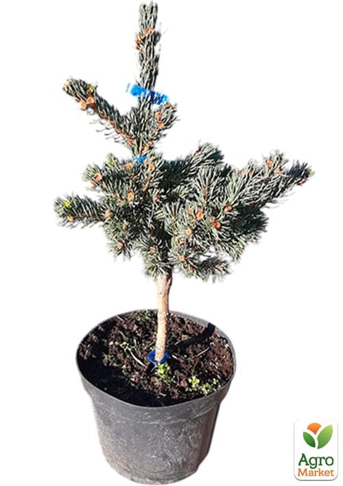 Ялина колюча "Lucky Strike" С10, висота 45-60см - фото 5