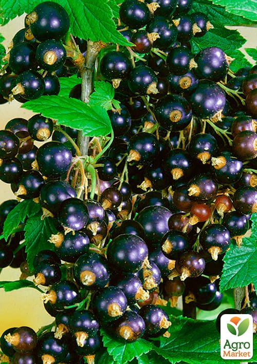 Смородина чорна "Гоферт" (Gofert) (ранній термін дозрівання, високоврожайний сорт) - фото 2