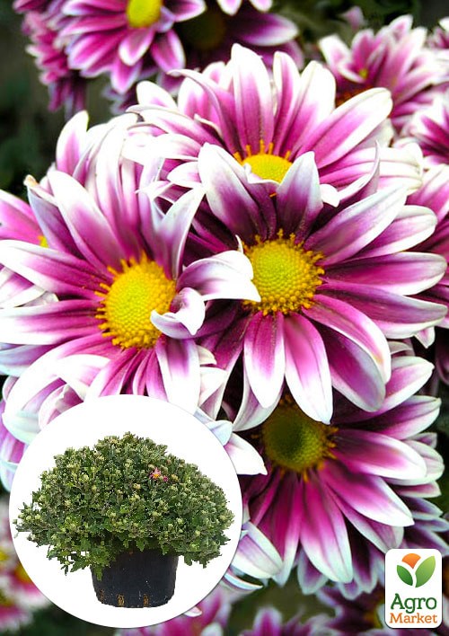 Хризантема Садовая "Fanfan Light" (высота 30-50см)