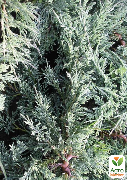 Ялівець горизонтальний "Glacier" (вазон Р9, 10-15см)