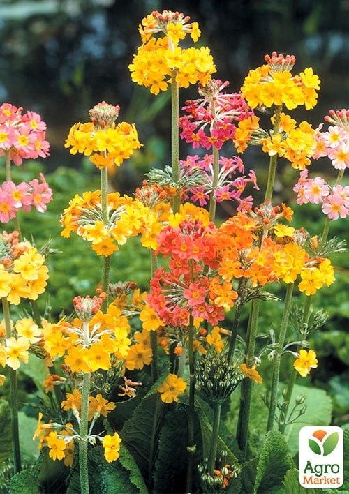 Примула японская "Канделябр" смесь ТМ "Vesna Exclusive" 20шт - фото 3