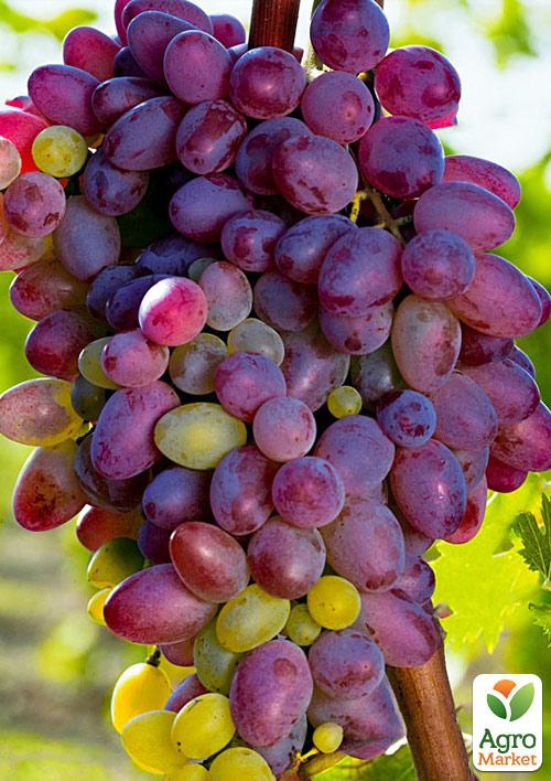 Виноград "Красуня" (ранній термін дозрівання) - фото 6
