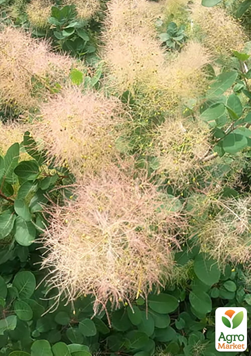 Скумпия обыкновенная (Cotinus Coggygria) высота 40-50см - фото 2