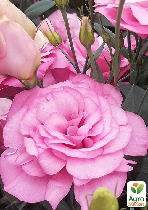 Еустома махрова "Mariachi Misty Pink" укорінена в контейнері Р9