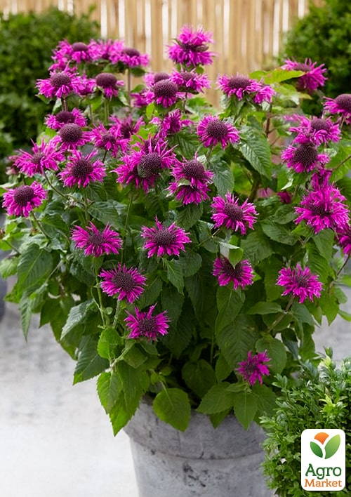 Бергамот (Монарда)  "Bee Free" - фото 5