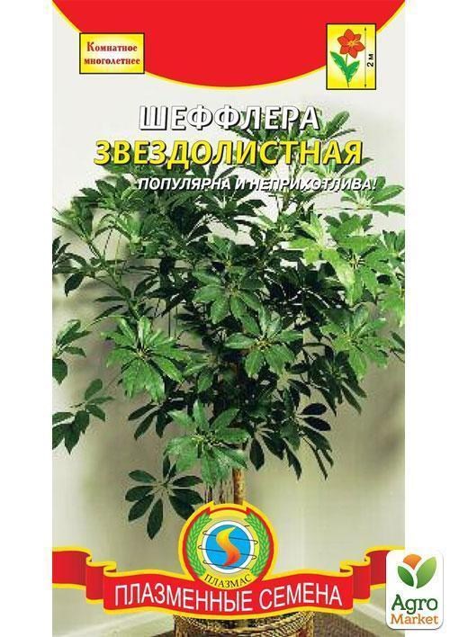 Шеффлер Звездолістная ТМ "Плазмові насіння" 5шт