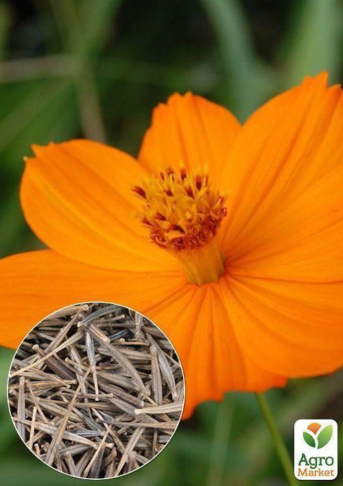 На вагу Космея "Сонячна помаранчева" ТМ "Весна" ціна за 2г