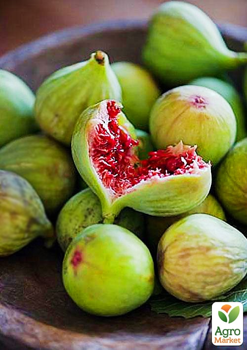 Инжир "Медовый"