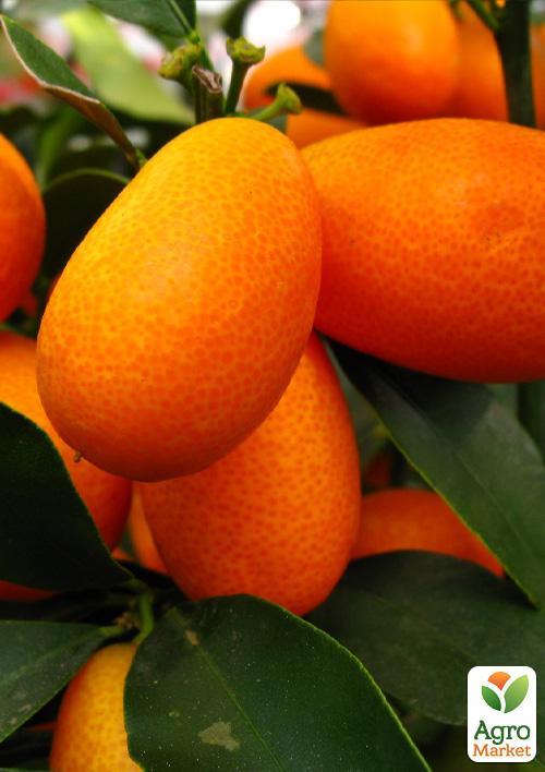 Кумкват "Реале" (саженец 2 года)