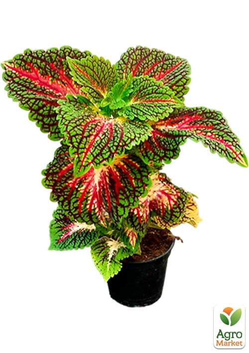 Колеус "Stained Glassworks Spacecake"  - фото 3