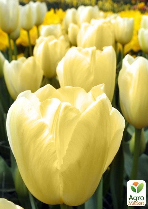 Тюльпан "Hans Dietrich Gencher" (розмір 11/12, великий) 3шт в упаковці