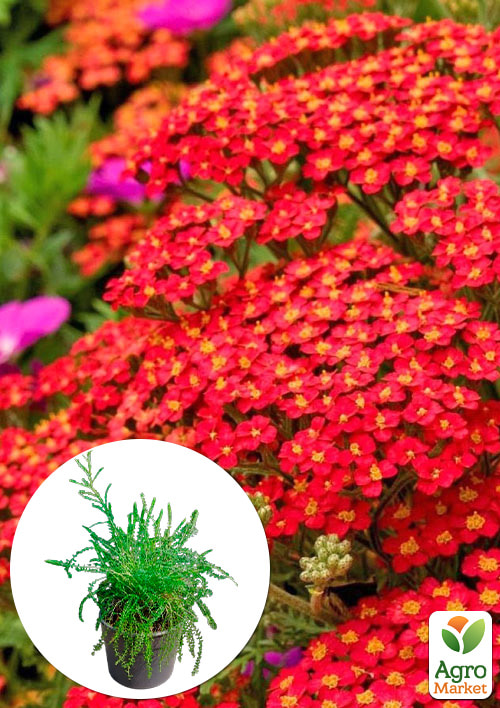 Тысячелистник красный "Flowerburst Red Shades" вазон С2