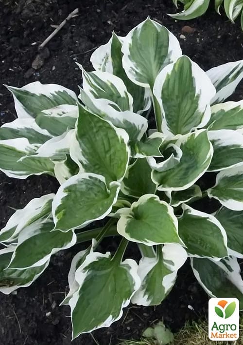 Хоста гибридная "Patriot" С3 - фото 2