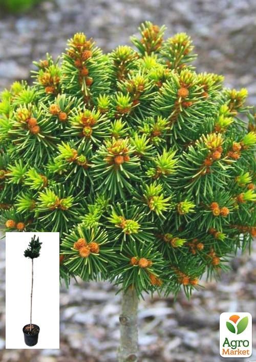 Ель ауреа на штамбе «Gold Nugget» С5, высота 70-90см