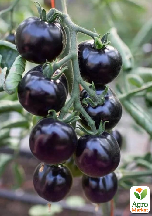Томат "Черный Черри" ТМ "Vesna Select" 20шт - фото 3