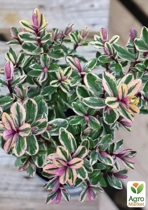 LMTD Хебе "Tricolor" высота 20-25см - фото 5