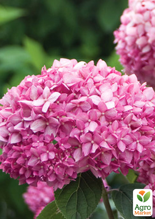 Гортензія деревоподібна "Pink Annabelle"
