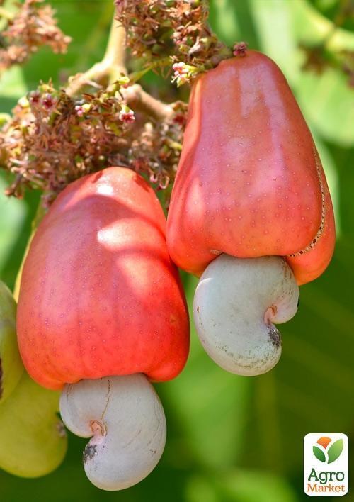 Кешью "Anacardium Occidentale" (экзотический, сладкий орех)