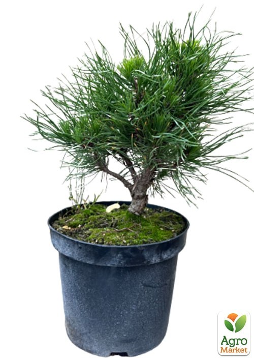 Сосна горная "Varella" С3, высота 20-30см - фото 2