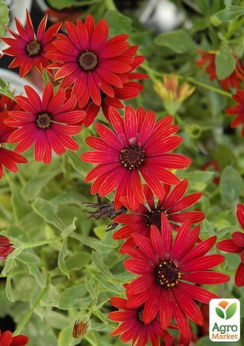 Остеоспермум "Roberta" (контейнер № 10, висота 10-20 см) - фото 2