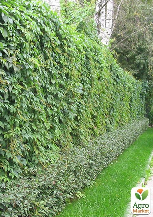 Виноград "Амурский" "Vesna Exclusive" 10шт