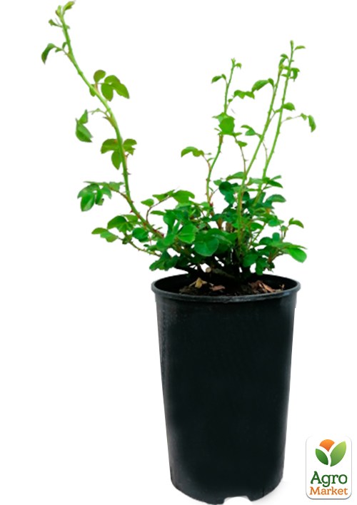 Роза в контейнере плетистая "Jasmina" (саженец класса АА+) - фото 2