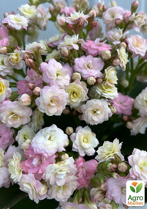 Каланхое Calandiva "Mozaic" - фото 5