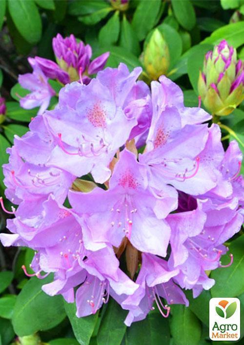 Рододендрон ліловий "Кетевбинський Грандіфлорум" (Catawbiense Grandiflorum) - фото 6