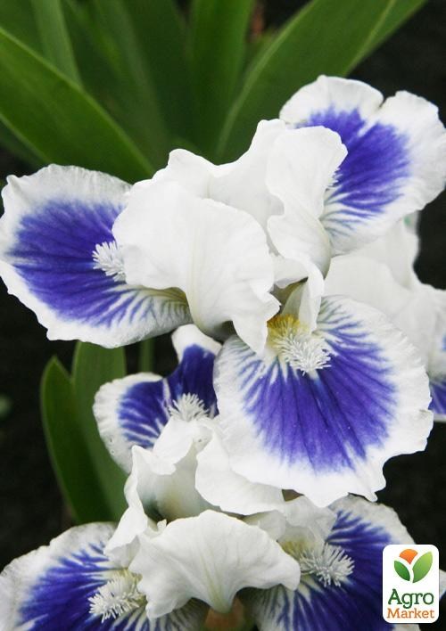 Ирис карликовый "Big Blue Eye" 1шт в упаковке