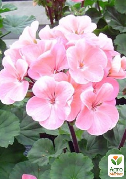 Пеларгонія зональна "Найт Еплблоссом F1" ТМ "Vesna Exclusive" 4шт - фото 2