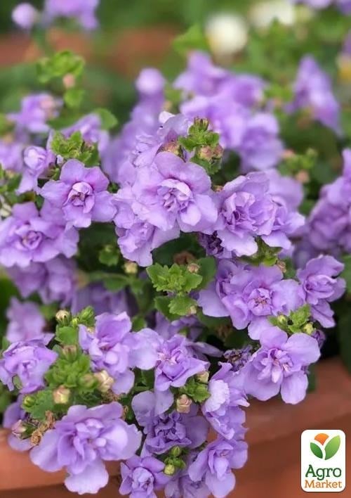 Бакопа Махровая Ампельная "Baristo Double Lavender"