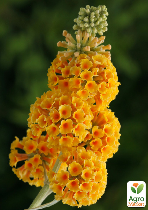 Буддлея Вейєри "Sungold"