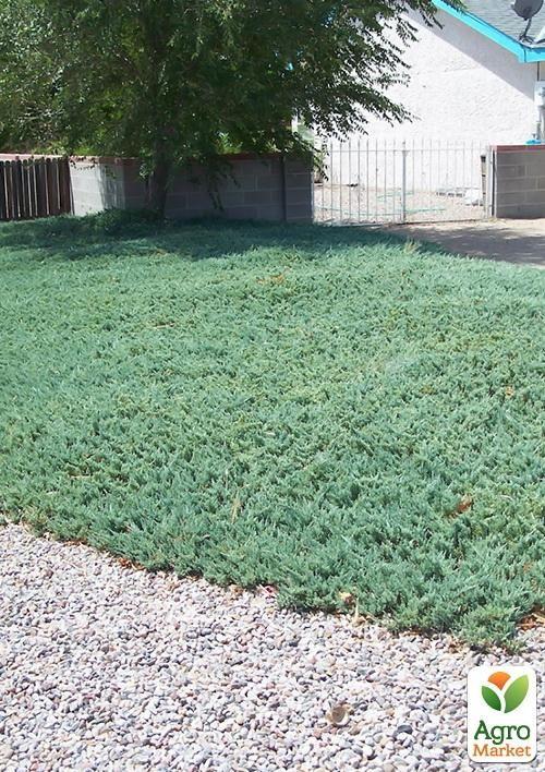 Можжевельник горизонтальный Wiltoni (контейнер Р9, высота 10-20 см)