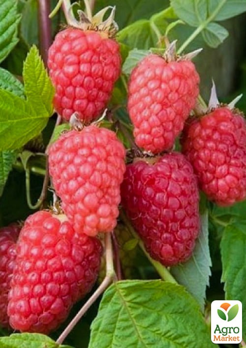 Малина «Марастар» (ремонтантний великоплідний сорт) - фото 2