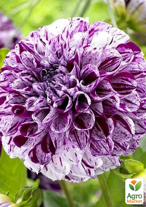 Георгина "Marble Ball"