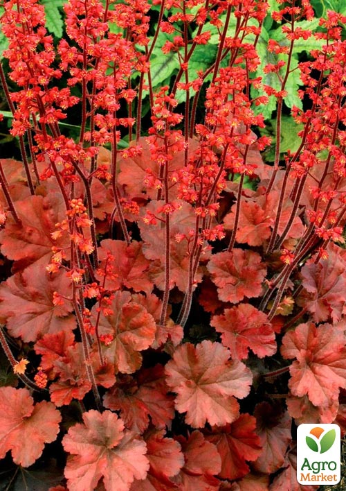 Гейхера (Heuchera) "Cherry Cola" С1 (висота 15-30см) - фото 6