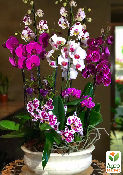 Орхідея Mix Уцінка