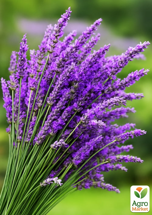 Лавандин "Grosso" (гибридная лаванда) - фото 4