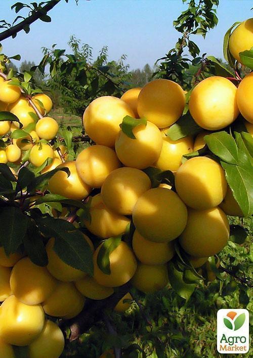 Алыча "Сонейка" (летний сорт, средний срок созревания) - фото 2