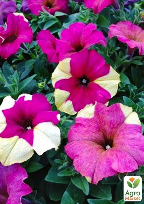 Сурфінія "Berry Mousse" (контейнер № 10, висота 10-15 см)