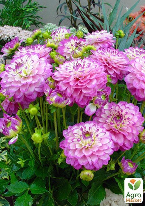 Жоржина "Melody Dixie" 1шт в упаковці - фото 2