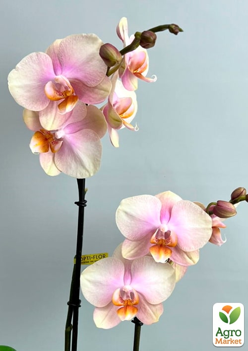Орхидея (Phalaenopsis) "Dutch Diva" - фото 5